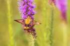 Snowberry clearwing moth on prairie blazing star, Effingham County, Illinois. Art Print